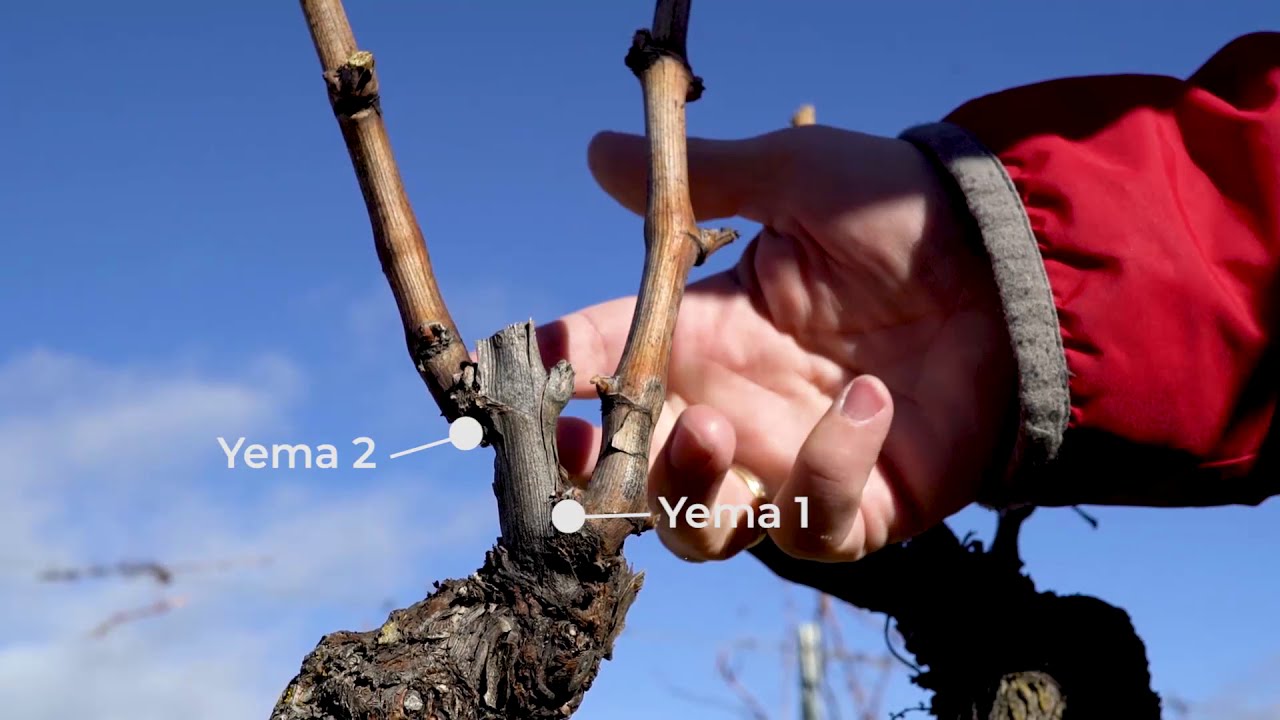 Poda de la vid. Cómo podar un pulgar sencillo.