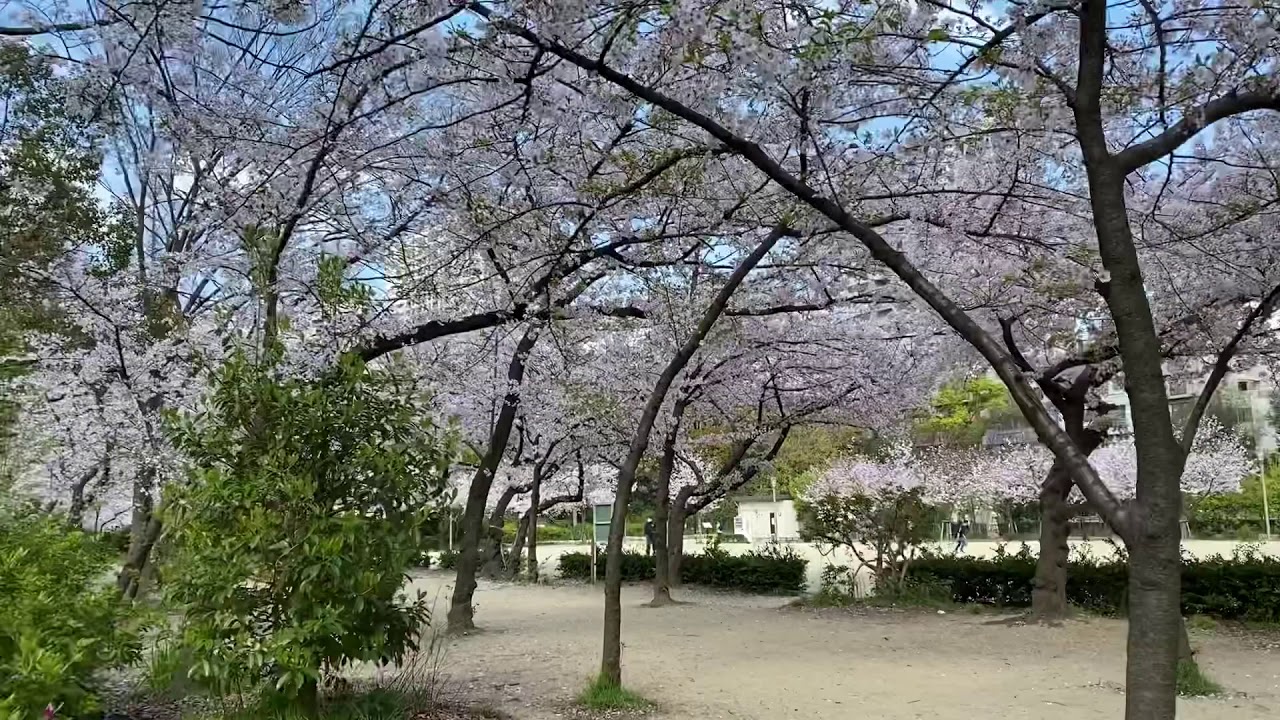 大阪の桜 Japan Cherry Blossom 靭公園の桜 3 30 早朝で人も少ない靭公園の様子 Utsubo Park In Osaka City Youtube