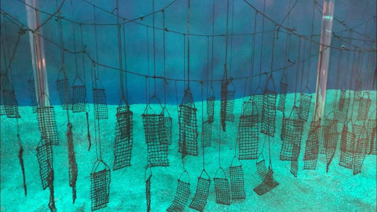 Raft floating method of pearl cultivation | Pearl Oyster Farming and ...