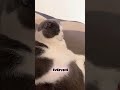Funnycat Grumpycat Catshorts Cutecat Catlife Petlovers Meow Viralcat Catvideo Lazycat Funnycat Grumpycat Catshorts Cutecat Catlife Petlovers Meow Viralcat Catvideo Lazycat