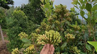 Bismillah panen cengkeh tahun 2024 #foryou #motivation #motivational