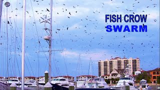 Fish Crows Swarm Over Yachts In Marina