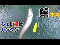 【キス釣り 福井県】ファミリーにお薦め。簡単ちょい投げ🎣（つりぴ🐟）