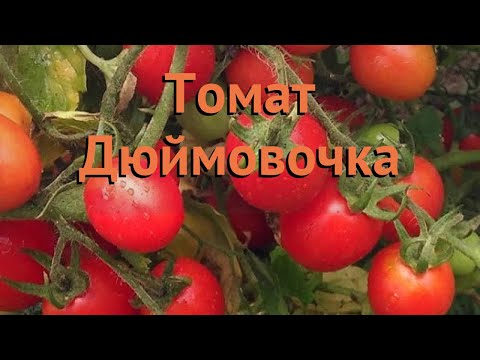Томат обыкновенный Дюймовочка (dyuymovochka) 🌿 обзор: как сажать, семена томата Дюймовочка