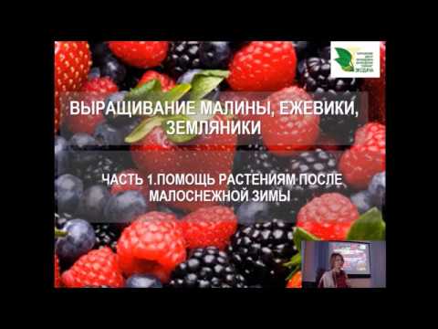 Земляника и малина