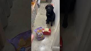 Living with Labradors! #retrieverridge #puppy #dog #shorts