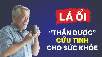 LÁ ỔI có TÁC DỤNG gì? Có Nên Uống Mỗi Ngày? 90% Người Cao Tuổi Chưa Biết