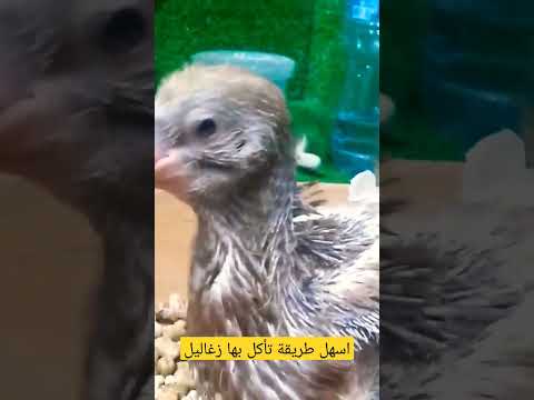 اسهل طريقه تاكل بها زغاليل الحمام