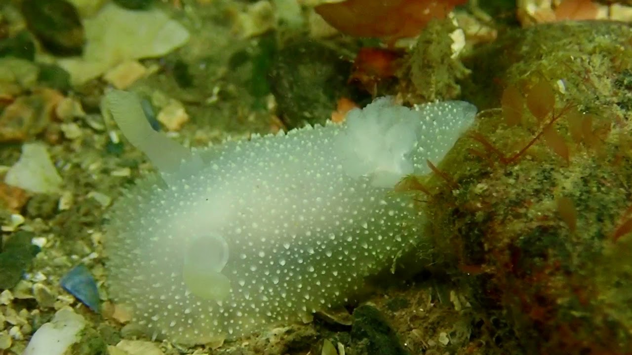 Acanthodoris pilosa at Luke's Point, Bangor 25th April 2021