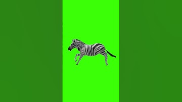 3D Animated Animals Running Green Screen For Editing For Free