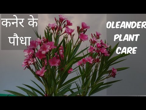 Video: Delicate Oleander: Tamang Pangangalaga