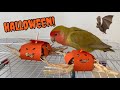 Enriquecimiento ambiental para loros, especial Halloween (ASMR)