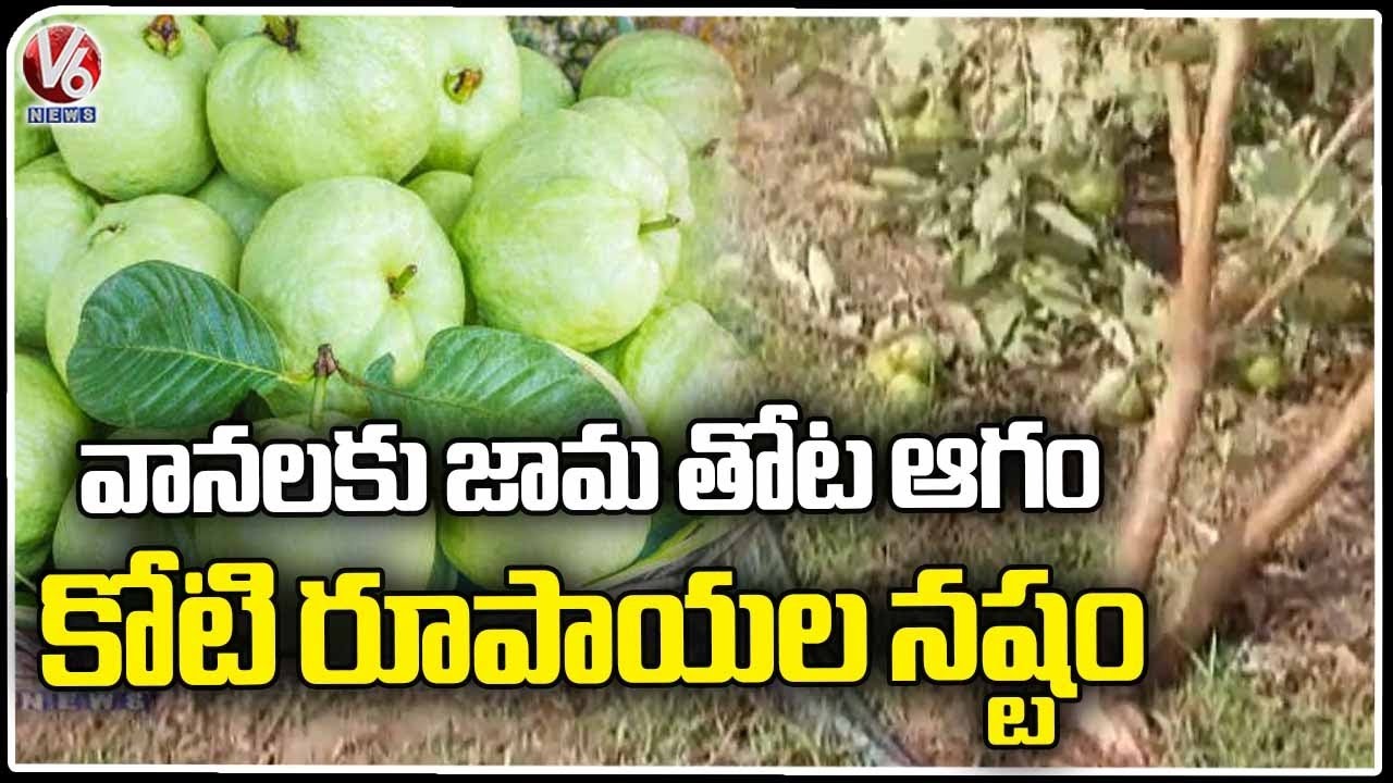 Guava Farm Damage Due To Heavy Rains In Karimnagar | V6 News - YouTube