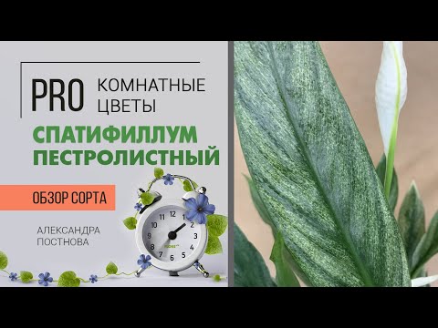 Видео: Родината на растението спатифилум: от коя страна идва спатифилумът на закрито? Историята за произхода на 