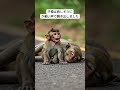 母を追い続けた子猿の愛