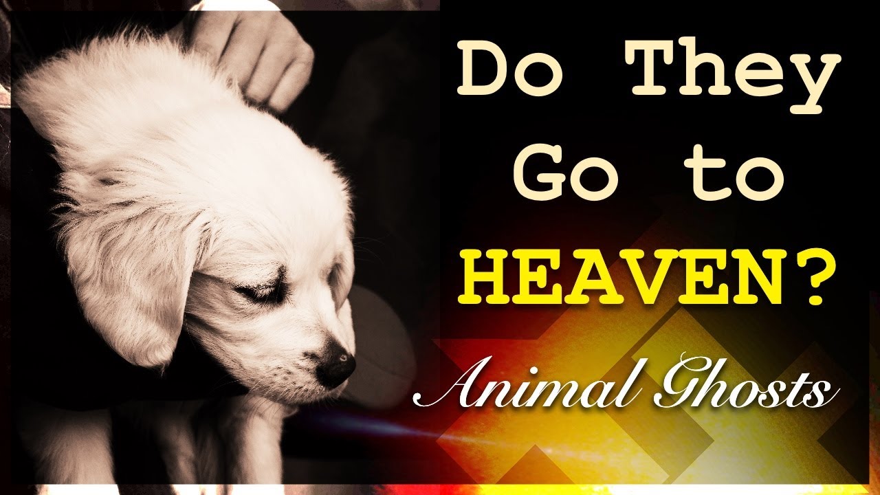 Do Animals Have A Spirit Do Dogs And Cats Go To Heaven Animal Ghost Box Youtube Dog Cat Ghost Ghost Box
