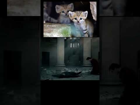 Four sand kittens,