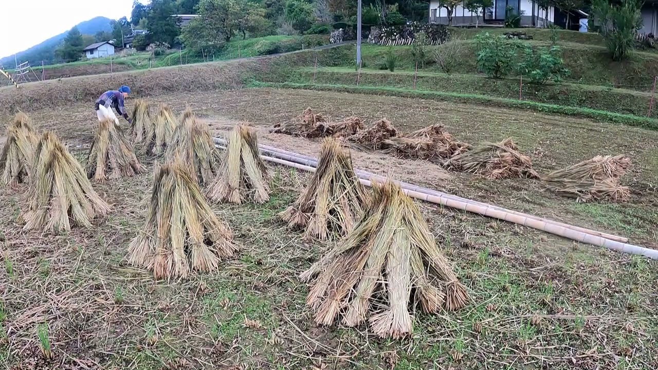 京都府綾部市発】脱穀のあと、稲わらを立てておく仕事です。 - YouTube