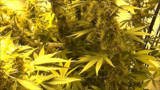 Day 63 Flowering Room 08132013