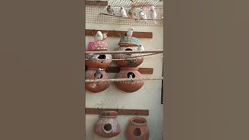 birds# birds breeding# lovebirds# java# birds in telugu# short video#