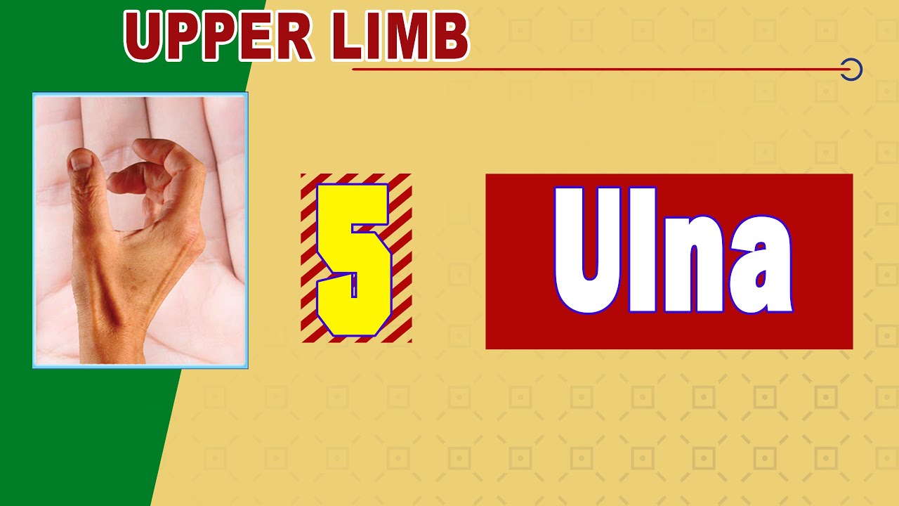 𝟎𝟓. 𝐔𝐥𝐧𝐚 🦴🪓🔧 (عظم الزند)