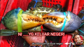 VIRAL | INILAH JENIS KEPITING BAKAU YANG PALING SERING DIBURUH \u0026 DIEKSPOR KELUAR NEGRI.