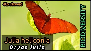 Julia Heliconia Butterfly in Ultra Slow Motion