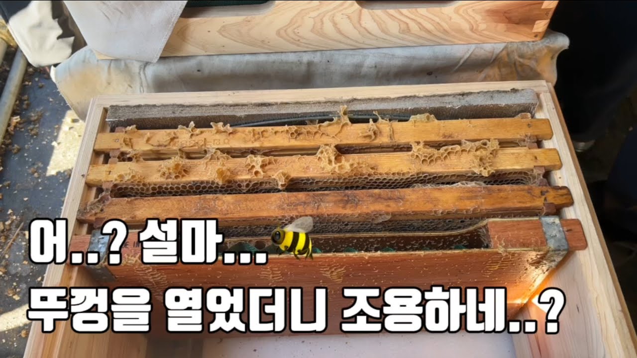 250104 설마.. 뚜껑을 열었더니 조용하네?!