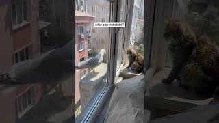 Güneş Says Ekekekkekkek Ig Alicancakaloz