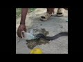cobra snake rescue ।