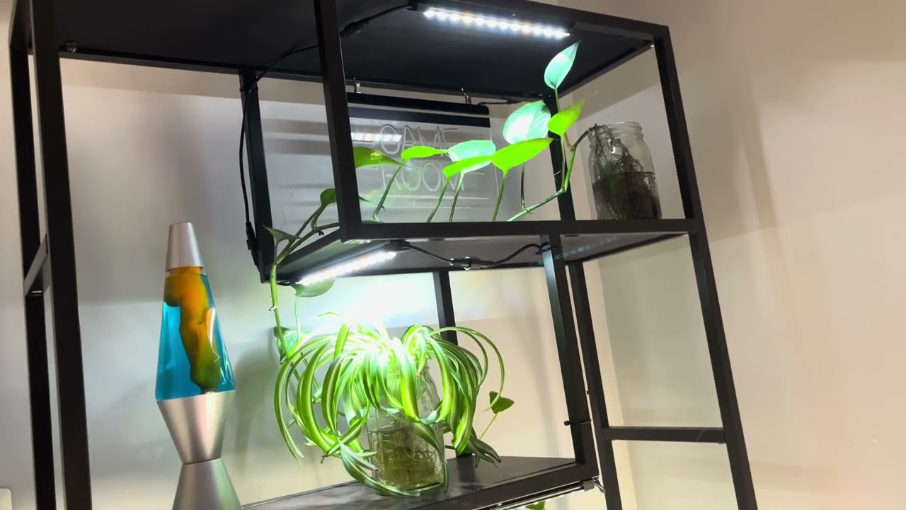 OG kush auto ethos day 50