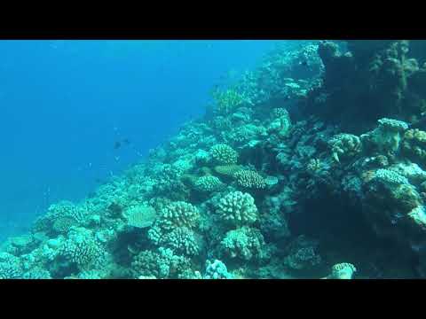 Tortue plongée Tahiti