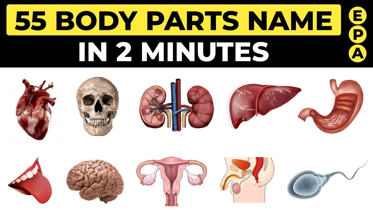 55 Internal Body Parts Name In English YouTube 55-internal-body-parts-name-in-english-youtube