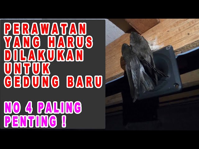 TIPS PERAWATAN GEDUNG WALET BARU AGAR BURUNG WALET CEPAT MENGINAP class=