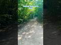 Walking trails in kent #shortvideo #trending #walkingtrails #uk