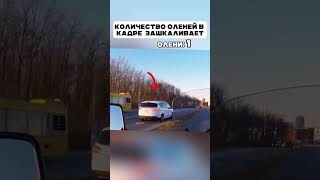 Стадо оленей на дороге 🤦🏻‍♂️ #авто