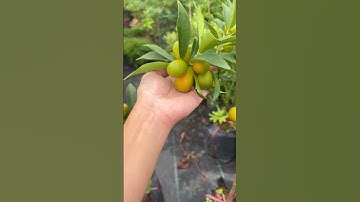 Cây Tắc Thái trái dài | 0386569374 - Ngọc Ngân Bến Tre | Chuyên cây độc lạ