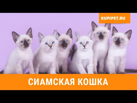 СИАМСКАЯ КОШКА. ВСЕ О ПОРОДЕ ИНТЕРЕСНЫЕ ФАКТЫ