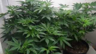 update personal cannabis garden