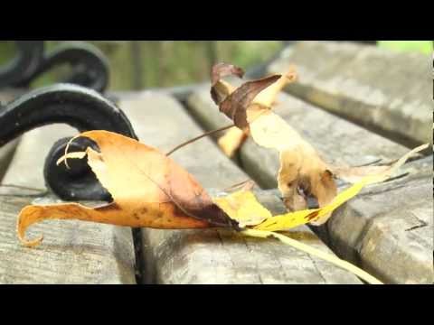 how-nature-prepares-for-winter