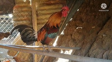 suab qaib qua zoo :2023