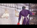 Animal Equality Explained: The Bird Flu
