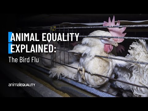 Animal Equality Explained: The Bird Flu