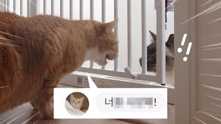 What Did They Talk About? Tried Out The Cat Translation App by 김메주와 고양이들 110,200 views 2 months ago 5 minutes, 7 seconds