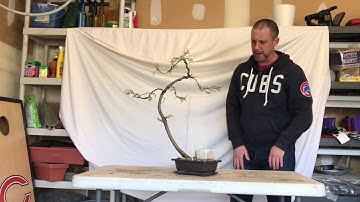 Juniper First Styling