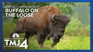 'Do not approach it': Waupaca County Sheriff's on the lookout for loose buffalo by TMJ4 News 195 views 6 hours ago 27 seconds