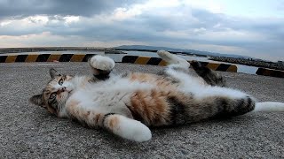 お魚くわえたどら猫 追っかけて