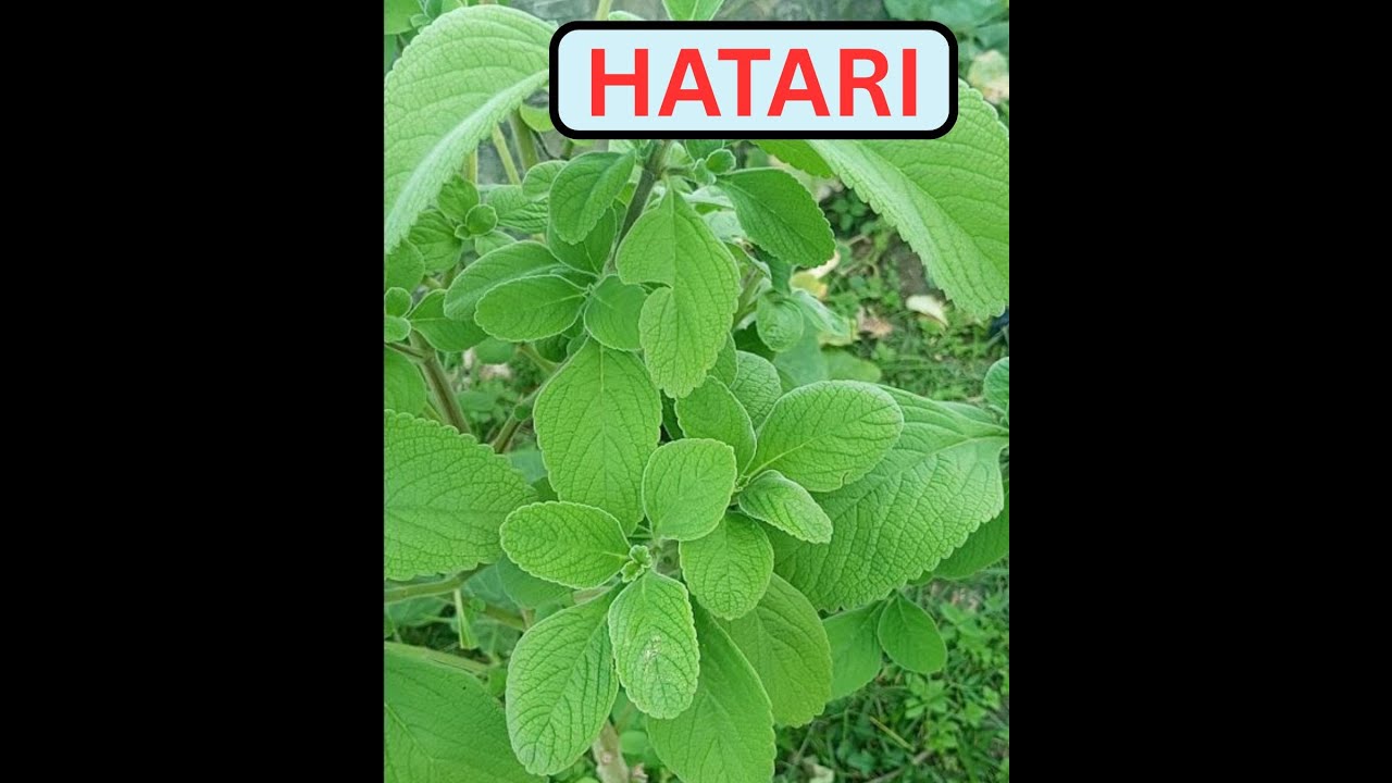 Ukweli Kuhusu Majani Haya