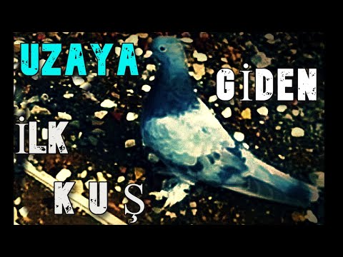 UZAY'A GİDEN İLK   |BOZKİRLİ BENEKLİ| SEFERLİ OYUNLU TAKLACI GÜVERCİN VİDEOLARI