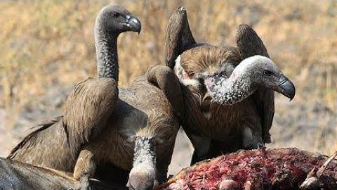 vultures - photographing the antiheroes of our ecosystems | exposure
